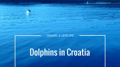 Dolphins in Croatia