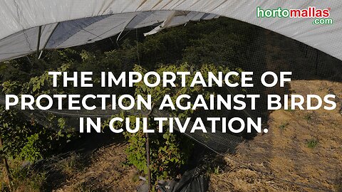 The importance of protection against birds in cultivation