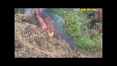 Burning forests and planting forests | daily life vlog