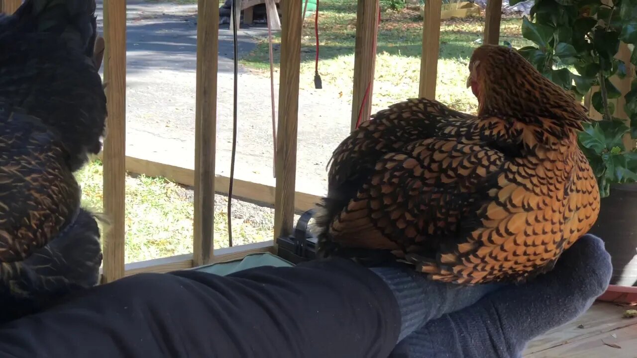 Chicken lays egg in lap