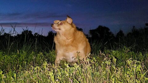 Maxine barking at everything making noise