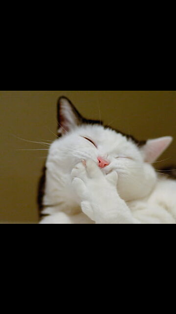 Most Funniest Animals - Best Cats😹 & Dogs🐶 Videos of 2023 Compilation! #28