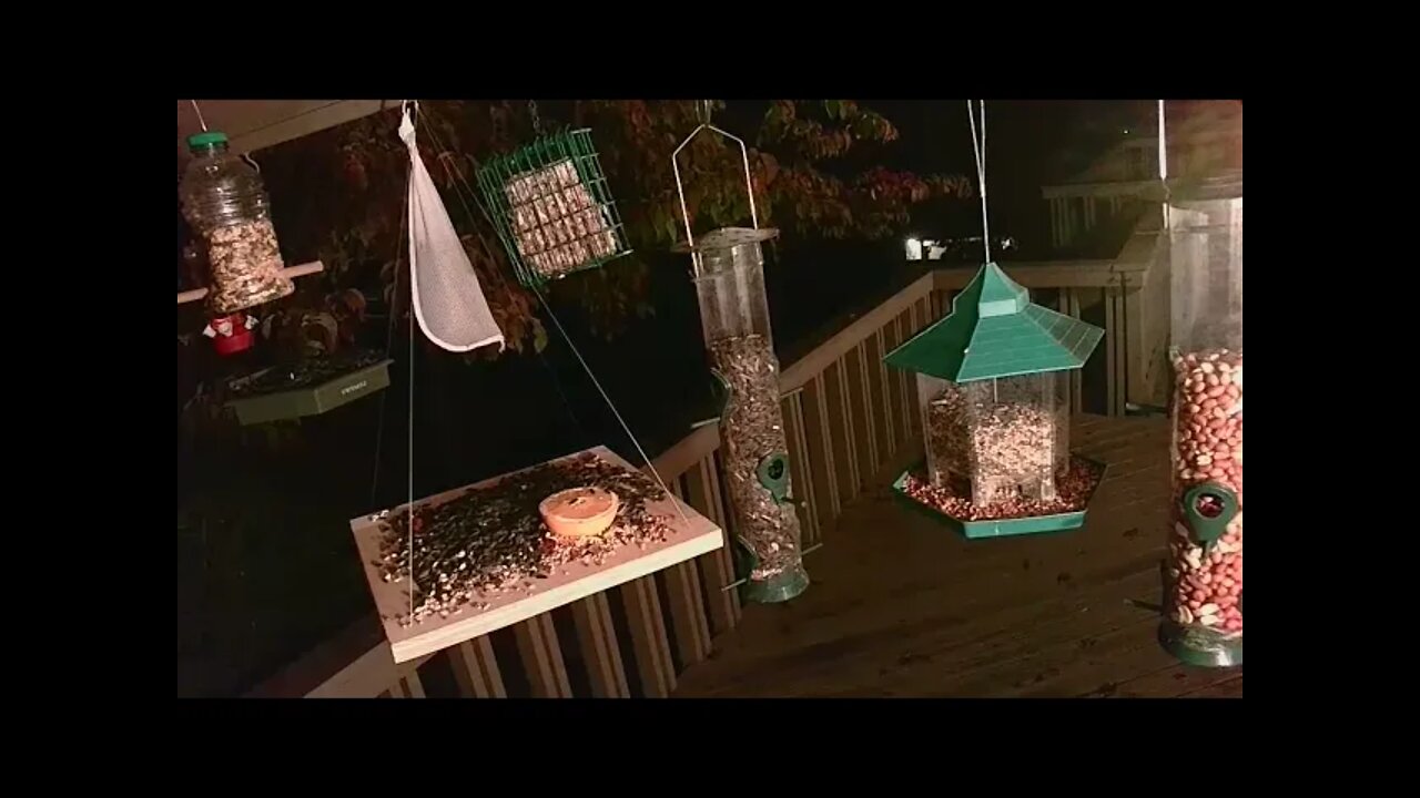 Live Oct 08 2021 Bird Feeder in Asheville NC. In the mountains