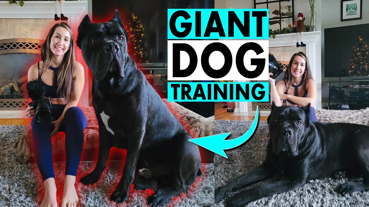 Giant Cane Corso Obedience Training in House