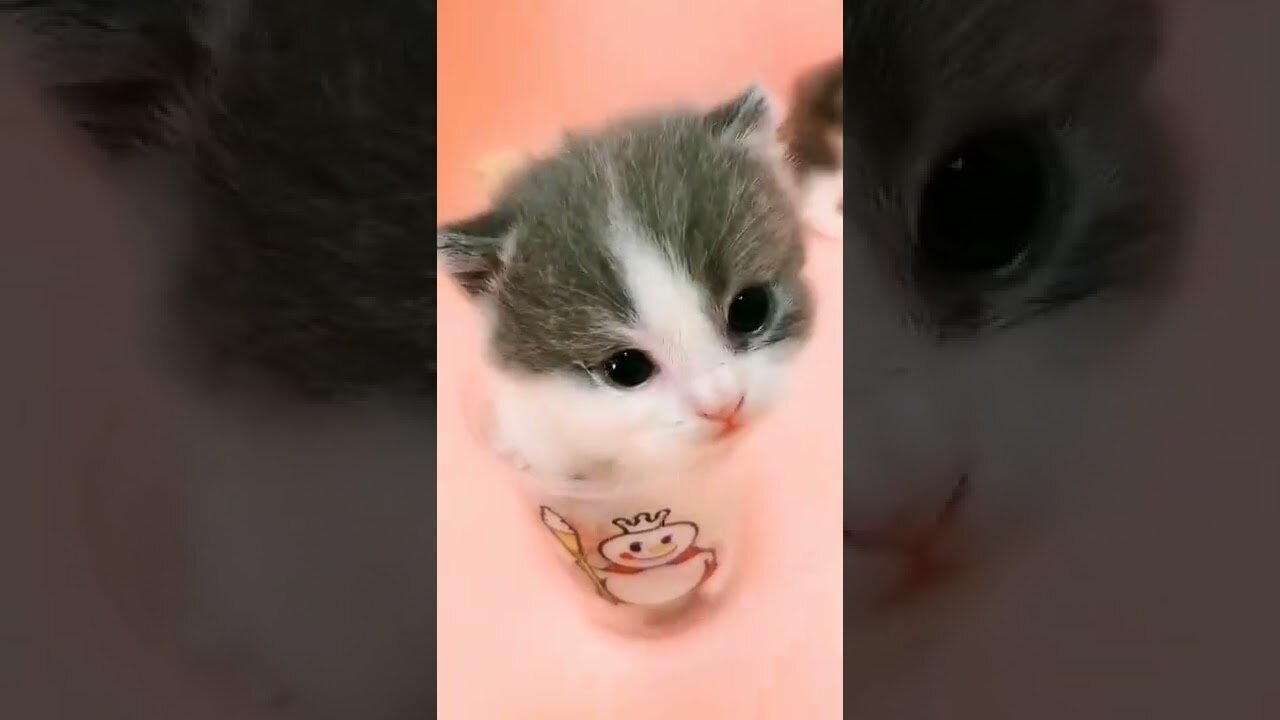 So Cuteee Cat Baby