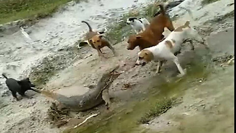 Giant lizards fight alone with herds of aggressive dogs 😲