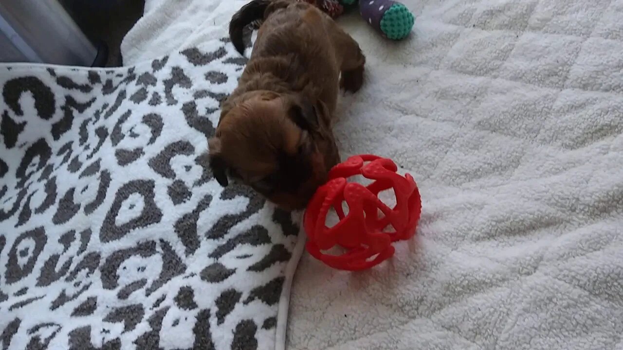 C Litter 8/20 3.5 weeks old(2)