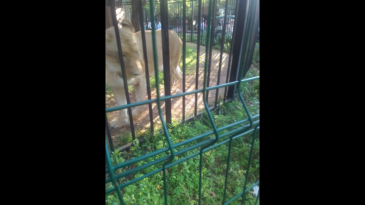 Mr lion in the cage