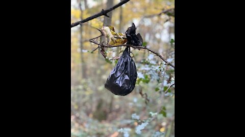 Dog shit and masks in Galashiels, Langley walk.