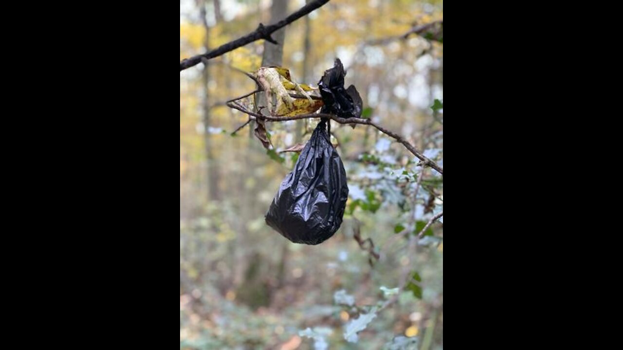 Dog shit and masks in Galashiels, Langley walk.