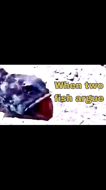 Two hilarious fish fight!