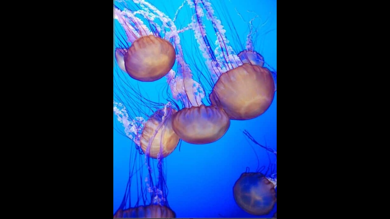 Jellyfish#Medusa,Jellyfish ,海蜇