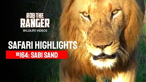 Safari Highlights #164: 21 - 24 Sep 2012 | Sabi Sand Nature Reserve | Latest Wildlife Sightings