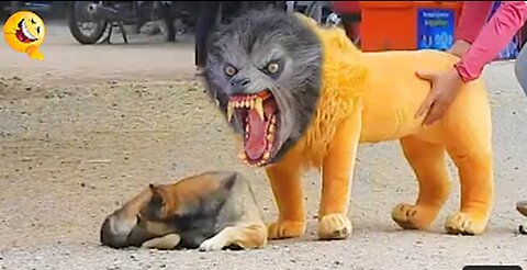Prank Dog
