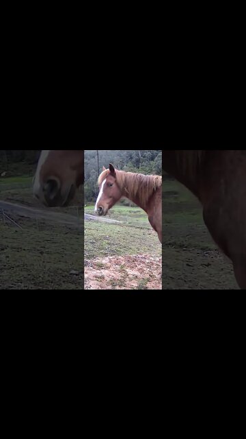 Horse notices camera