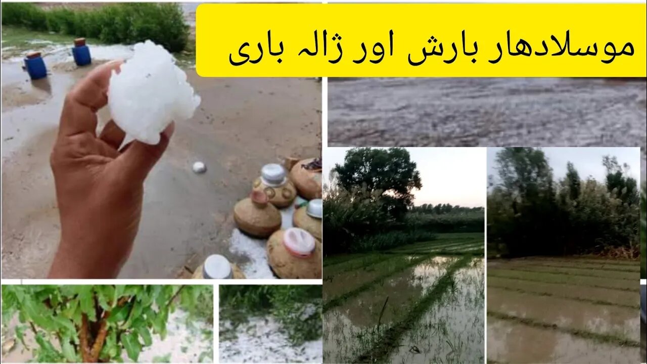 Heavy Rain 🌧️ بارشِ اور ژالہ باری سےفصلیں خراب ہو گئی 😢