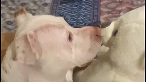 This Pittie loves his teddy bears he looks so cute