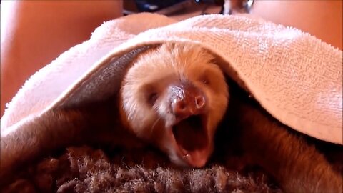 Baby Sloths Being Sloths - FUNNIEST Compilation