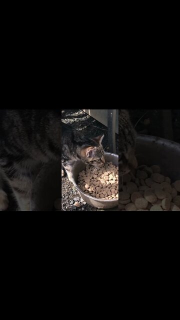 Kitten likes the dog food!