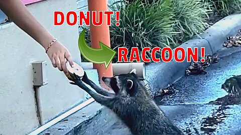 Donut Raccoon 🍩😹 | Funniest Pets Of The Week | Funniest Dogs