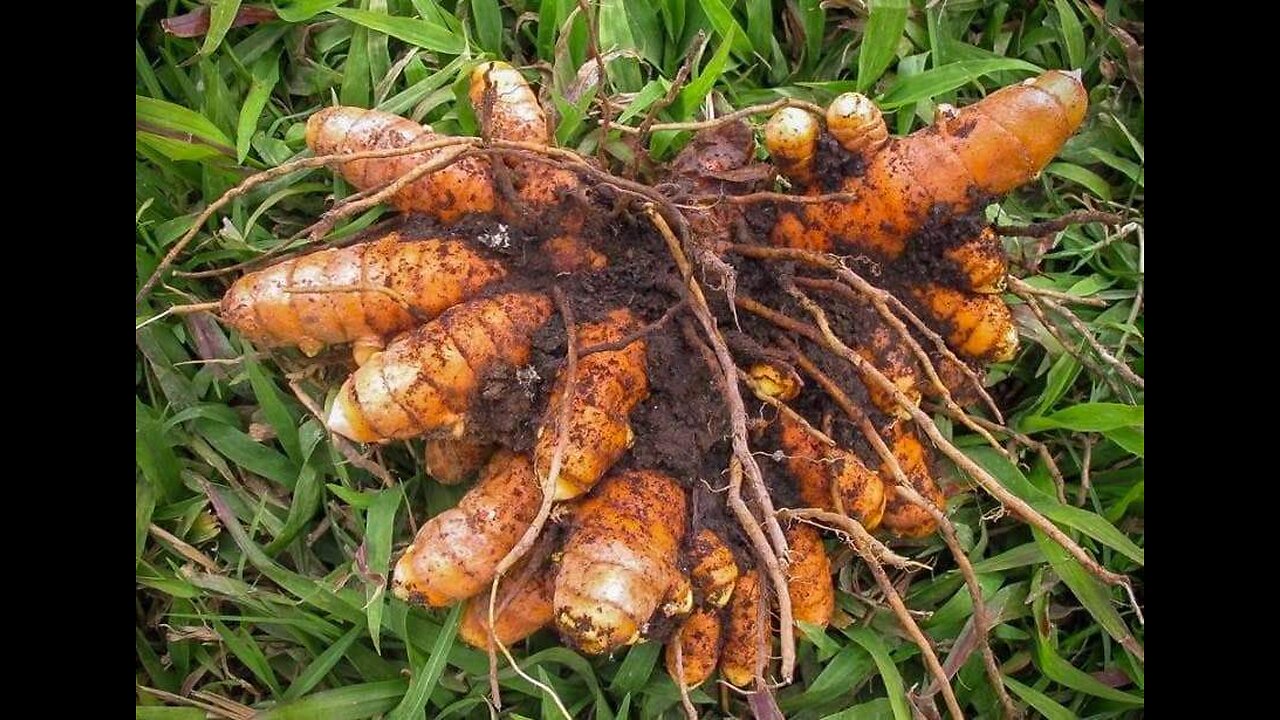 Turmeric (Curcuma longa)