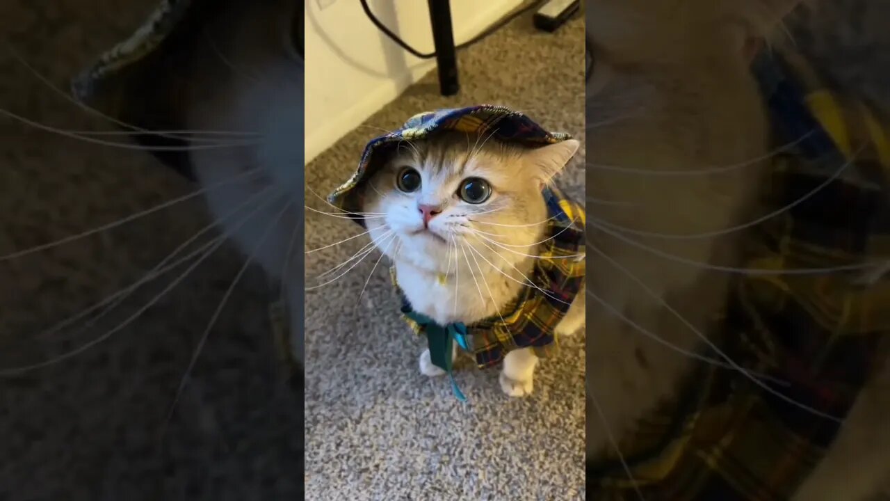 Funny & Cute Cat Compilation TikTok #shorts 😻1080p