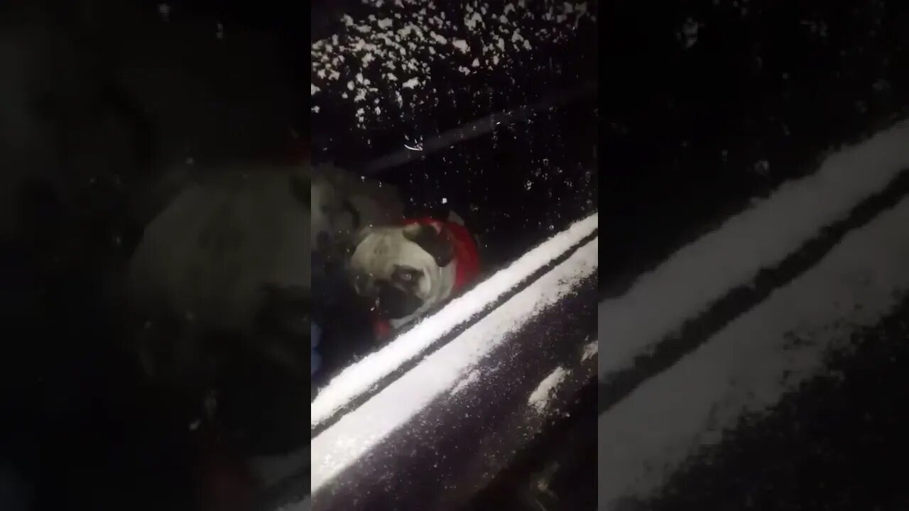 Dog lowers windows after owner gets locked out outside