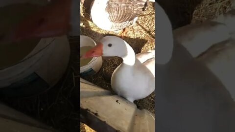 Edwin is calming down being locked up for nesting and we’re working out a system for all the birds