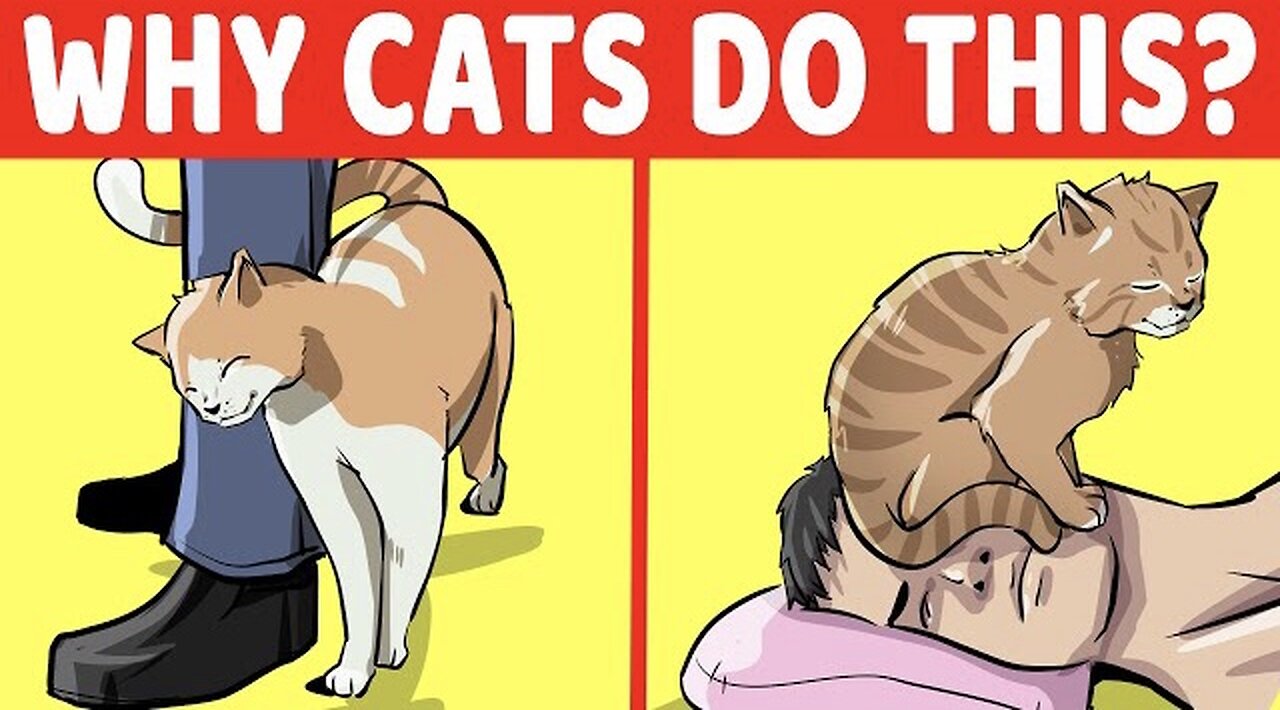 Why cats do this !?