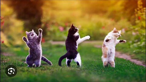 Funny Cute Cat Video