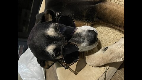 Can’t take my eyes off my dogs 👀