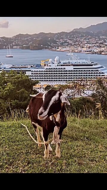 Fierce little MAGIC goat on land