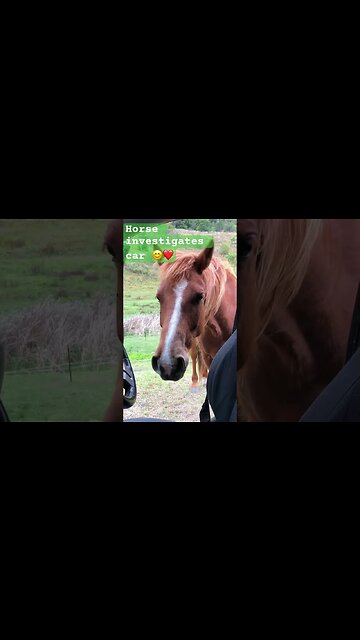 Banjo the brumby investigates car #brumby #guyfawkesheritagehorses
