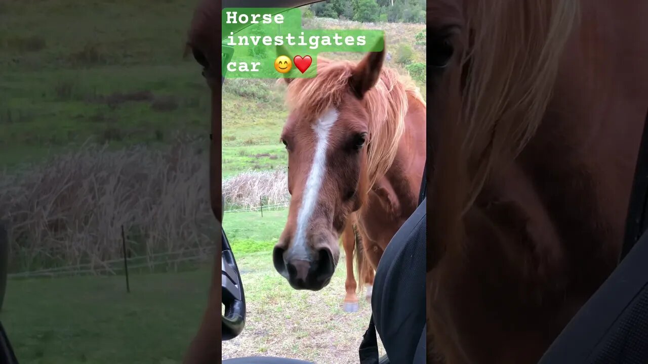 Banjo the brumby investigates car #brumby #guyfawkesheritagehorses