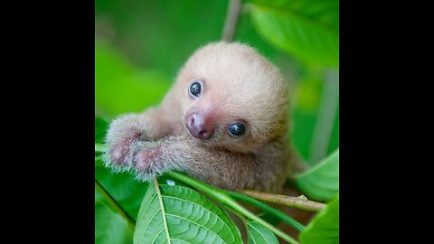 Baby Sloth in the Gym 😅