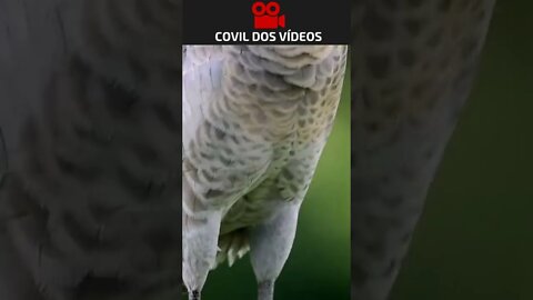 você vai ficar com medo desse bicho