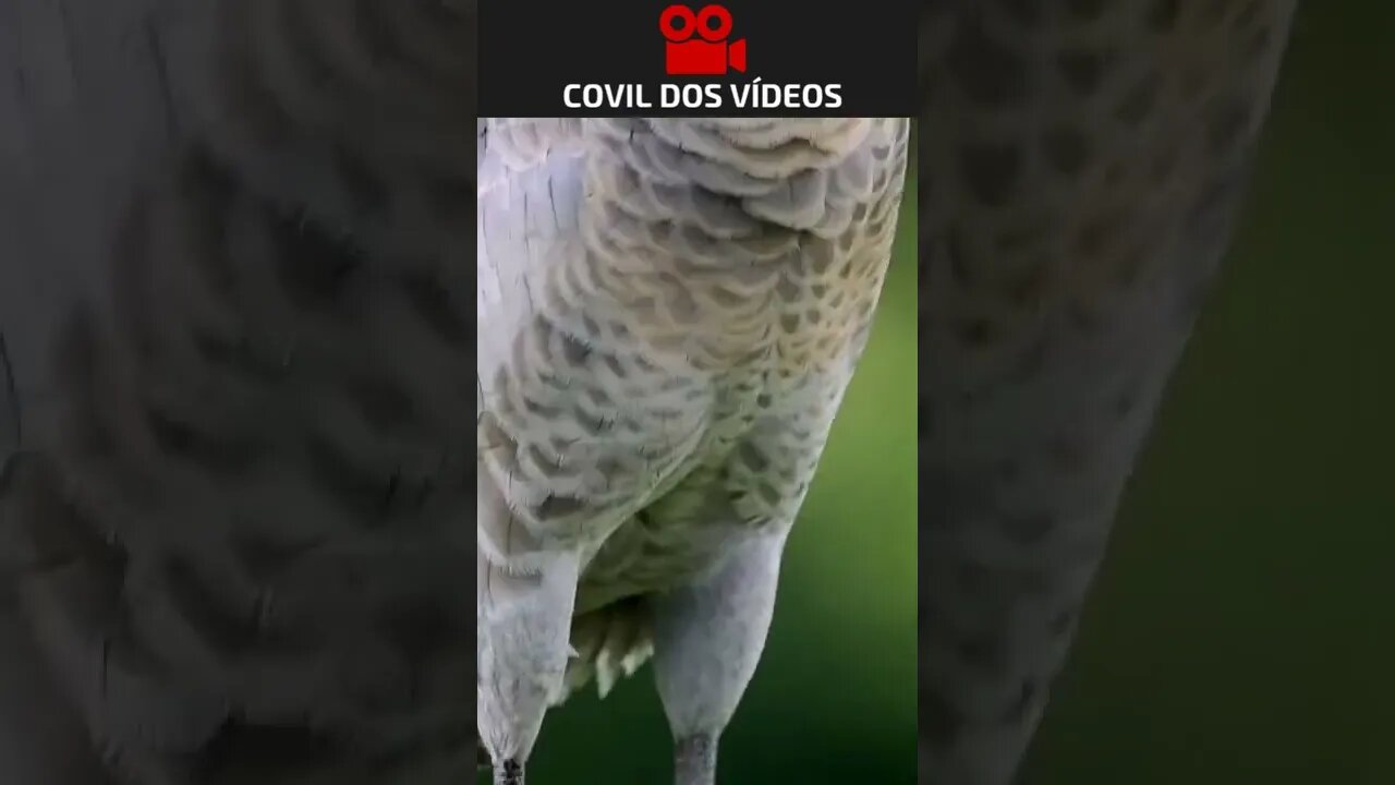 você vai ficar com medo desse bicho