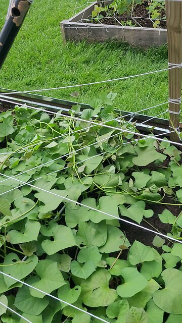 Hippie Biker's Sweet Potato Trellis