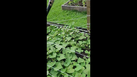 Hippie Biker's Sweet Potato Trellis