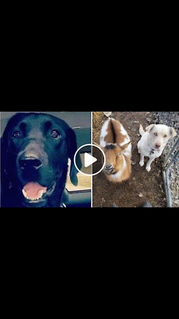 Missing dog returns home with two new buddies he’d made along the way