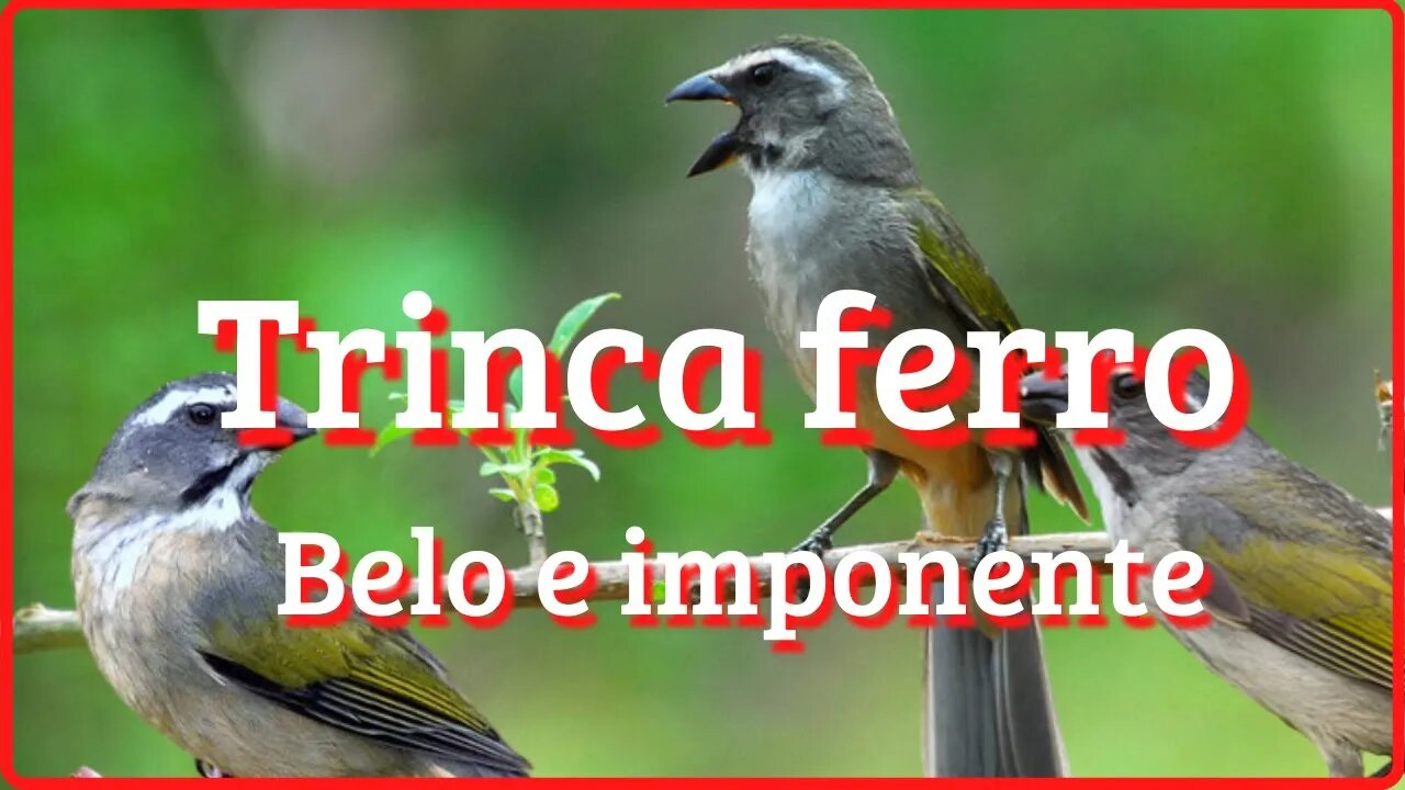 Trinca ferro - Belo e imponente