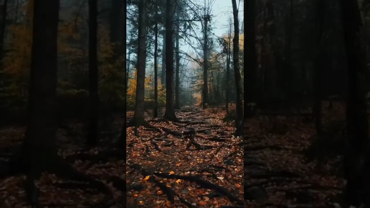 nature#rain sounds#shorts