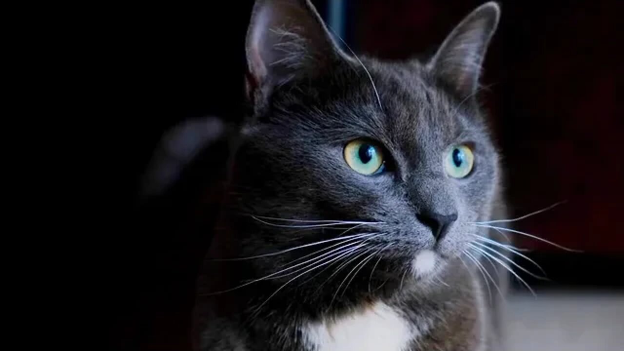 Beautiful cat / American cat