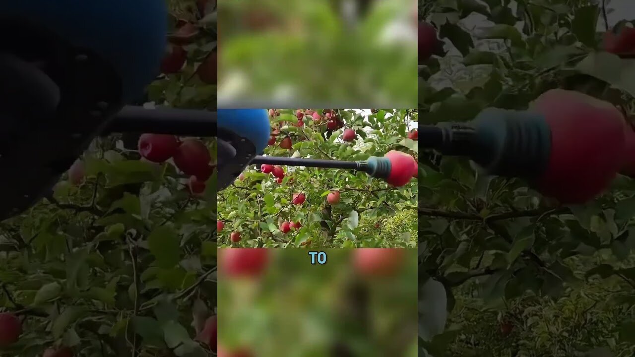 The Future of Fruit Harvesting