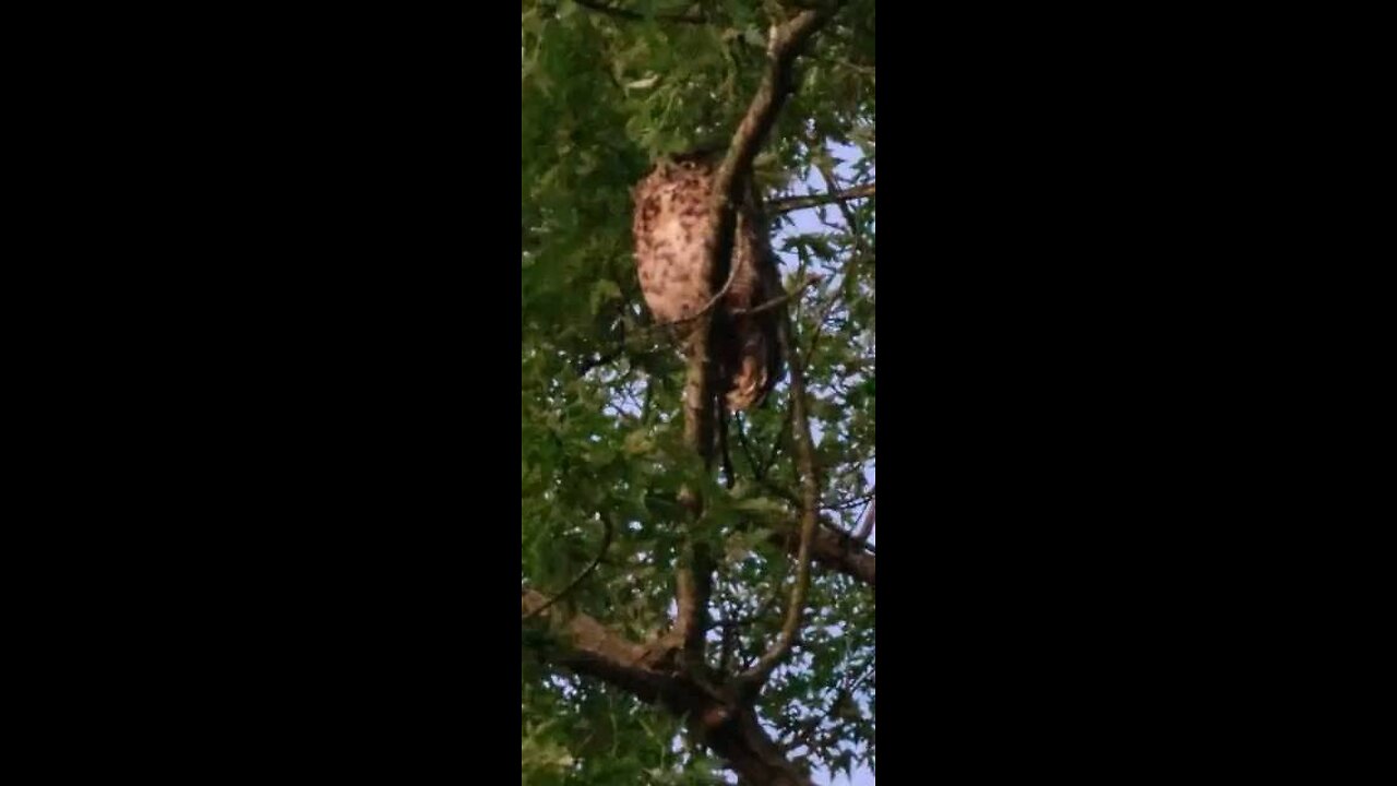 Owl in the yard