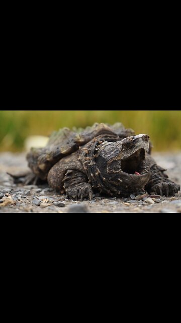 Attacked by Alligator Snapper! #shorts