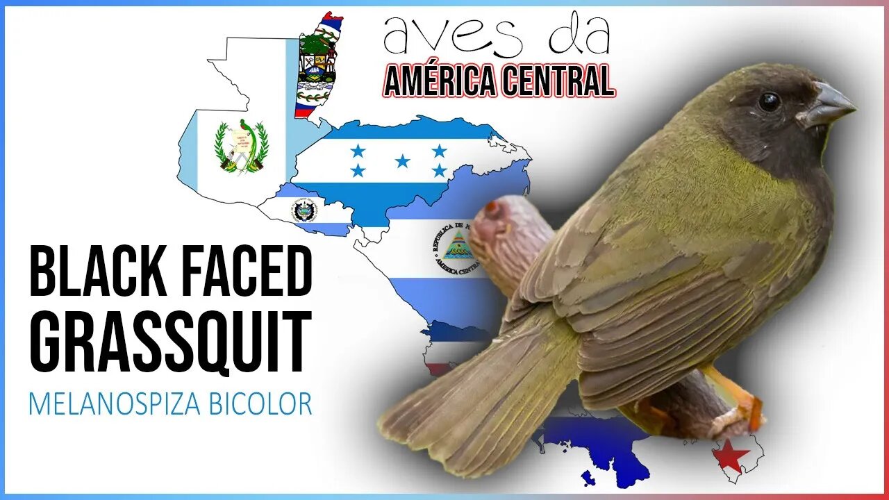 Escute o Canto Desse Pássaro da América Central - BLACK FACED GRASSQUIT🎤
