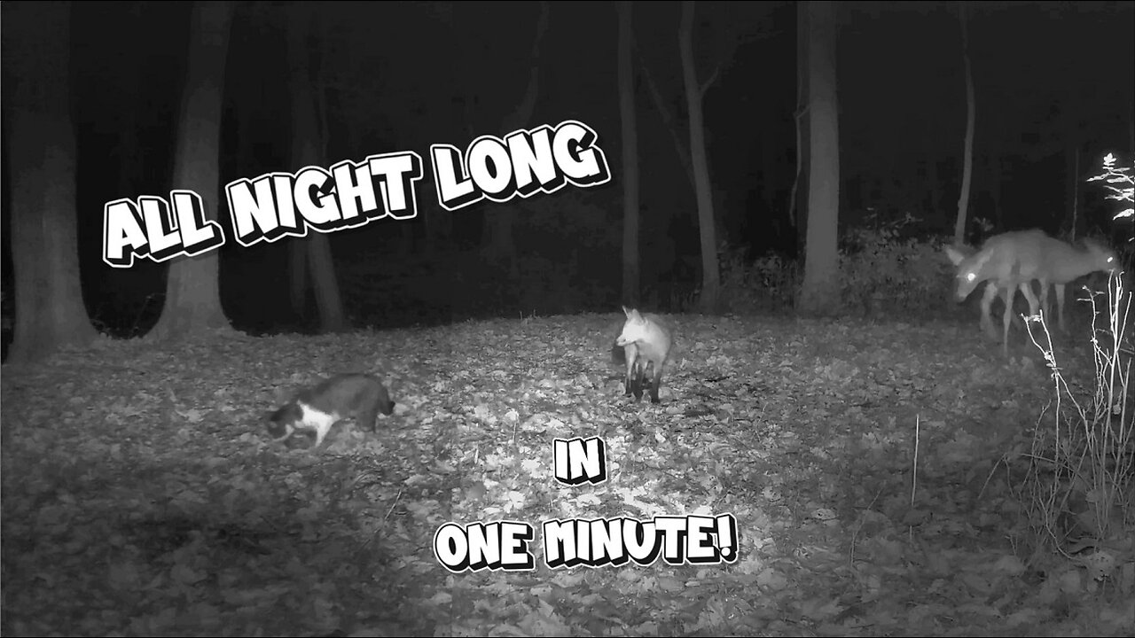 Wild animals all night long, in one minute