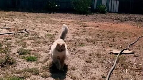 Cat Runs To Owner Every Time She Sings Metallica