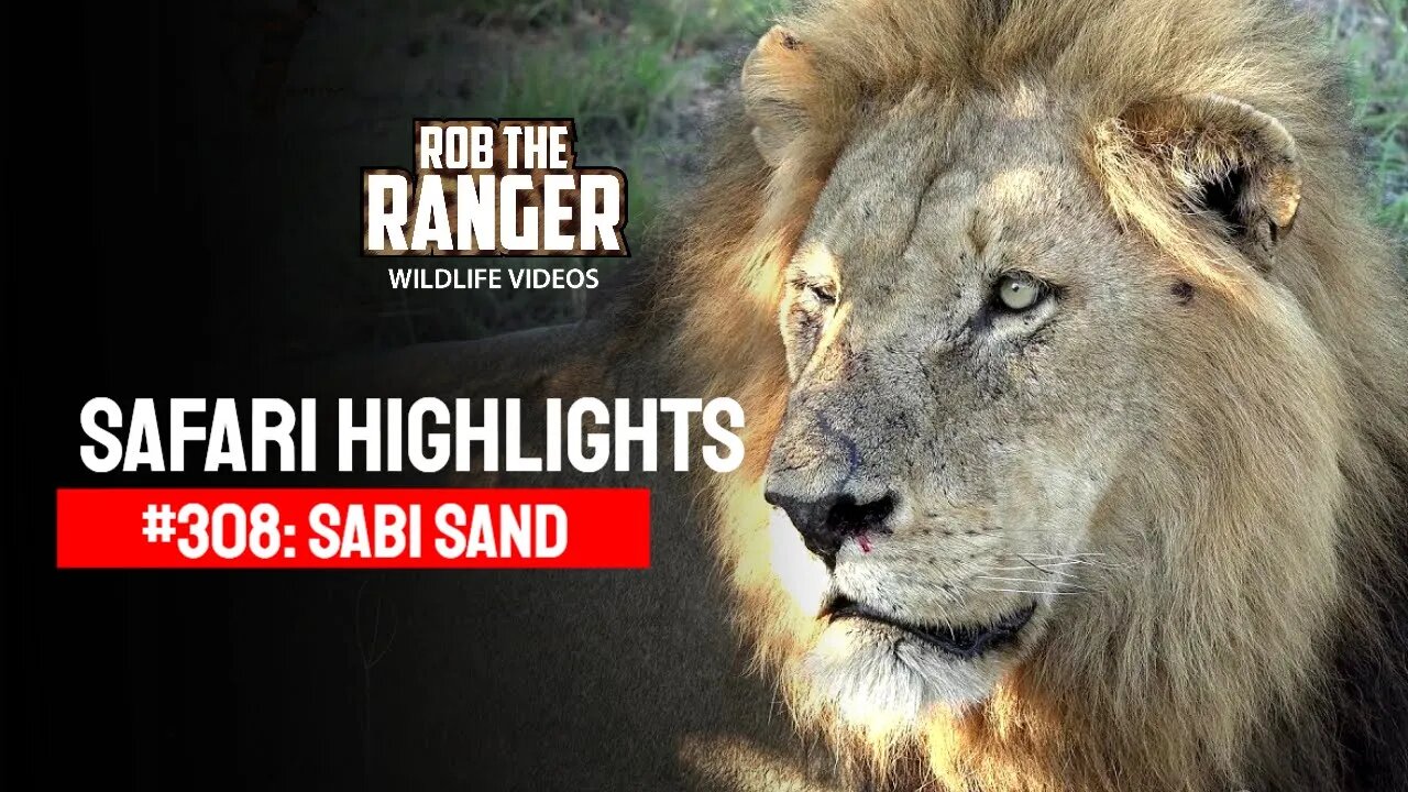 Safari Highlights #308: 19 - 21 November 2014 | Sabi Sand Nature Reserve | Latest Wildlife Sightings